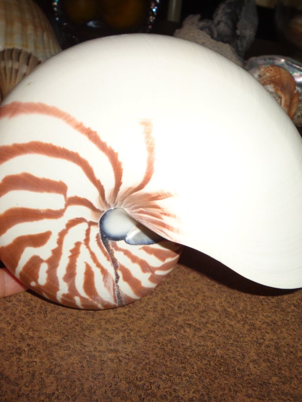 Sea Shell 8" Natural Nautilus Whole Nature's Beauty - Picture 2 of 7